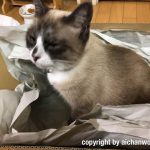 緩衝材の紙が大好きな猫