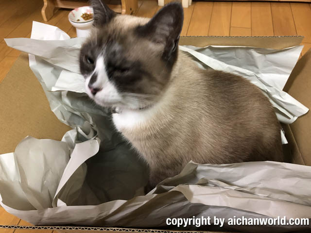 緩衝材の紙が大好きな猫