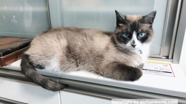 食器棚が好きな猫
