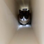 猫はトンネルが好きである