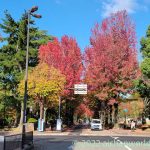 金沢の紅葉は兼六園・金沢城だけではない、美しい期間がとても短いけど「アメリカ楓通り」は絶景です！